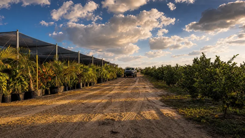 Rows of a Florida plant nursery and citrus grove under a wide sky, How to Start a Farm or Agritourism Business in Florida